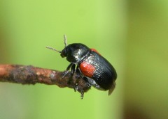 Saxinis saucia
