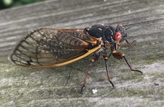 Magicicada septendecim