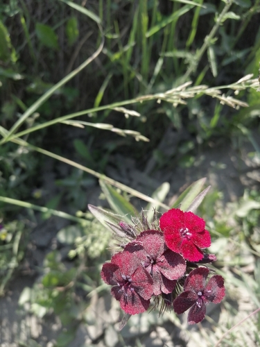 Dianthus barbatus