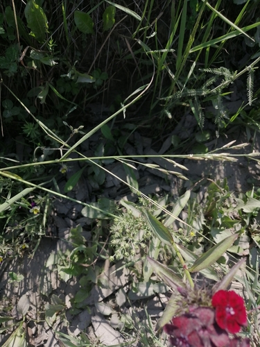 Dianthus barbatus