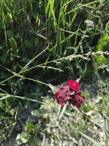 Dianthus barbatus