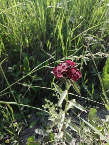 Dianthus barbatus