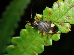 Chlaenius tetragonoderus