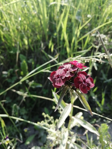 Dianthus barbatus