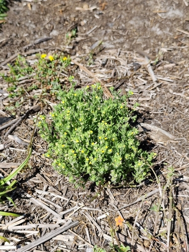 Image of Linaria arenaria by no rights reserved
