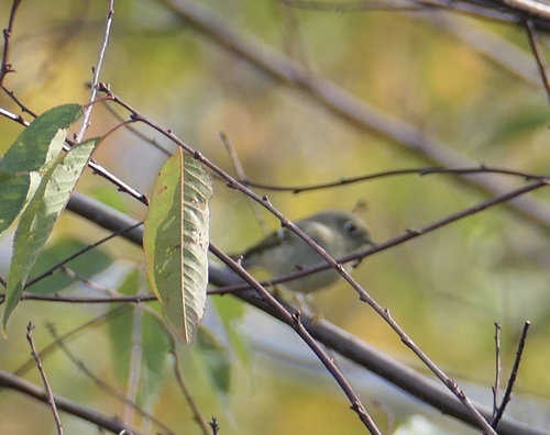 Ruby-crowned Kinglet photographed in Maine