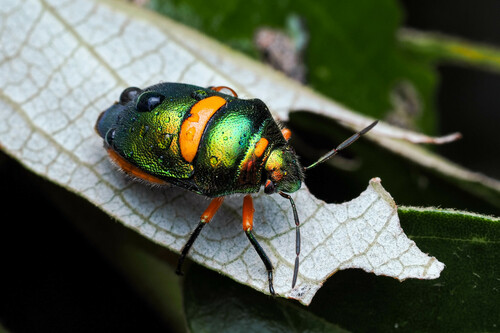 Green Jewel Bug photo 2