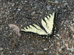 Papilio glaucus