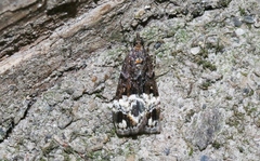 Scoparia minusculalis