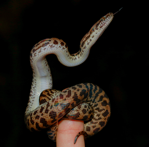 Spotted Python sighting