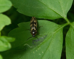 Beckerus appressus