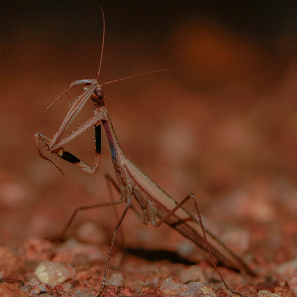 Statilia apicalis from Townsville QLD, Australia on June 28, 2024 at 08