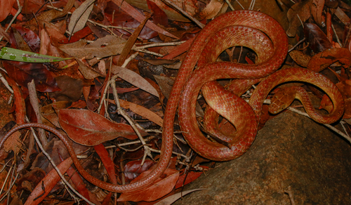 Brown Tree Snake sighting