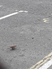 Toxostoma curvirostre