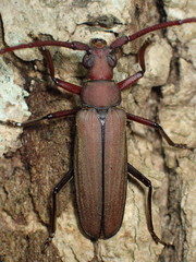 Aegolipton marginale