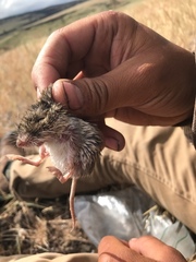 Perognathus parvus