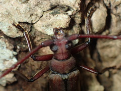 Aegolipton marginale