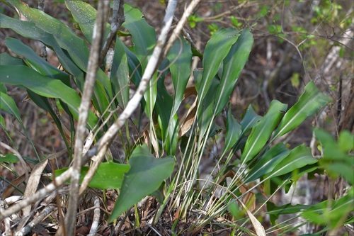 Pitcairnia chiapensis, photograph 4