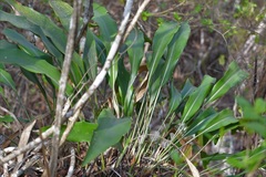 Pitcairnia chiapensis, photograph (c) Neptalí Ramírez Marcial, some rights reserved (CC BY)