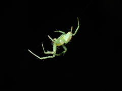 Bijoaraneus mitificus
