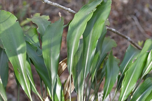 Pitcairnia chiapensis, photograph 2