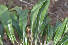 Pitcairnia chiapensis, photograph (c) Neptalí Ramírez Marcial, some rights reserved (CC BY)