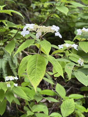 Hydrangea serrata