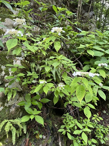 Hydrangea serrata