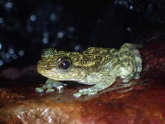 Amolops hongkongensis