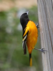 Icterus galbula
