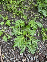 Cirsium purpuratum, photograph (c) 岸本年郎, some rights reserved (CC BY)
