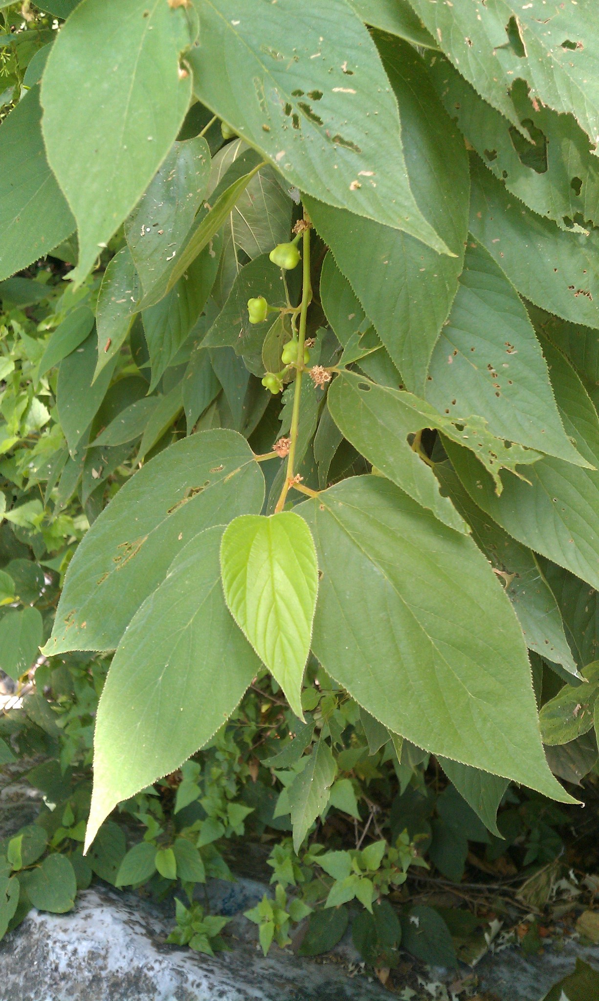 Colubrina greggii