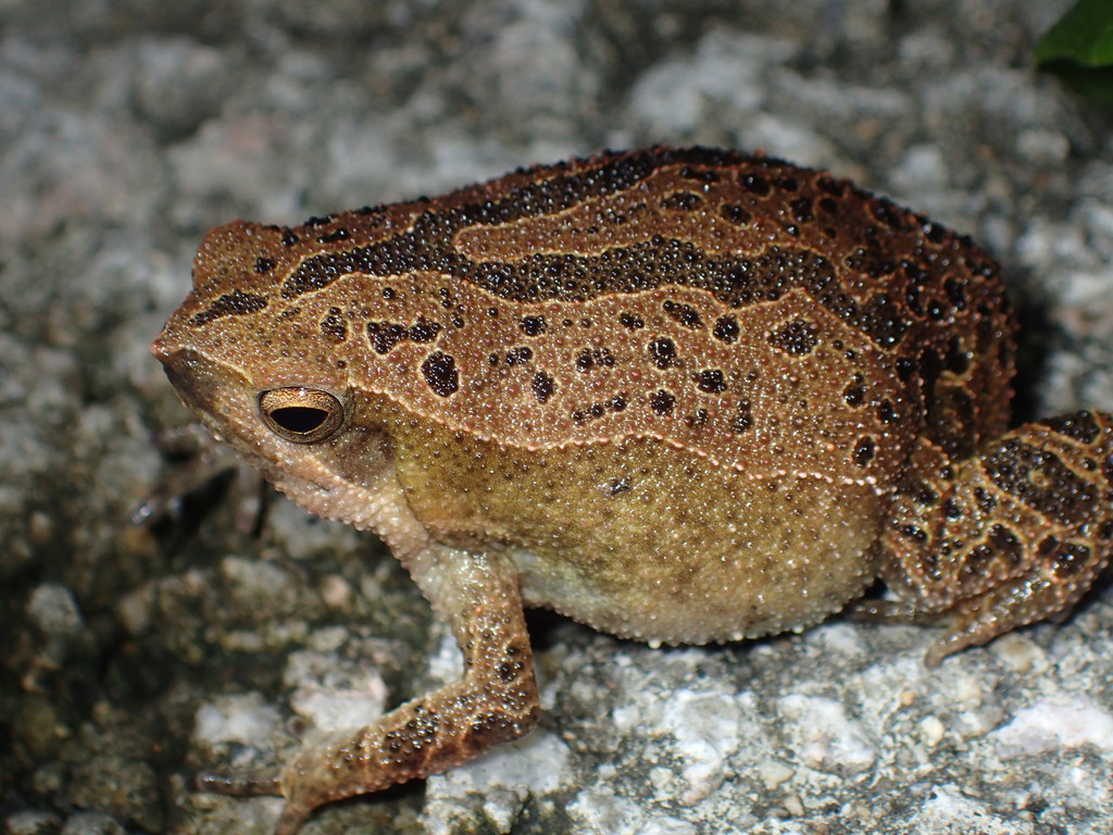 Striped Sticky Frog (Kalophrynus interlineatus)