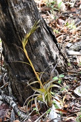 Tillandsia belloensis