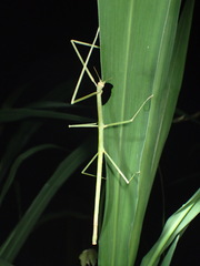 Ramulus rotundus