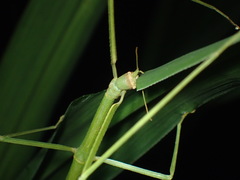 Ramulus rotundus