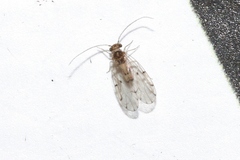 Ectopsocidae