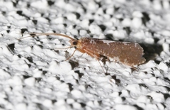 Polyplectropus