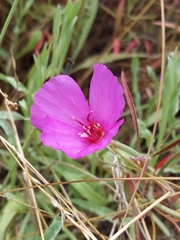 Clarkia rubicunda
