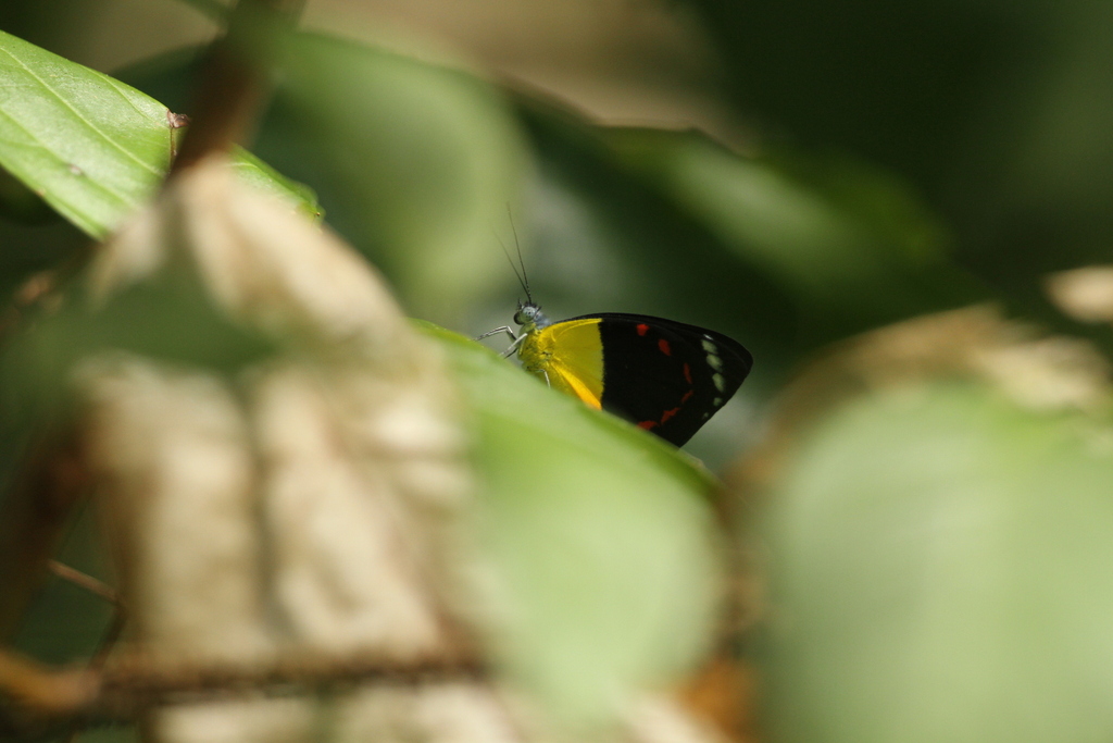 Timor Jezebel