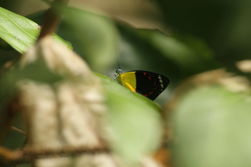Timor Jezebel