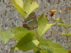 Callophrys xami xami