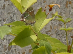 Callophrys xami xami