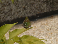 Callophrys xami xami