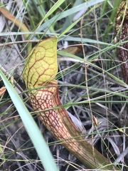 Sarracenia × wrigleyana, photograph (c) Brandon Corder, some rights reserved (CC BY)