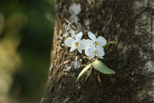 Moth orchid (Phalaenopsis amabilis)