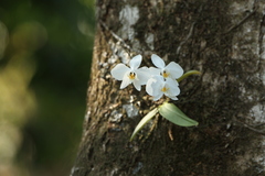 author not stated, no rights reserved Phalaenopsis amabilis, photograph author not stated, no rights reserved
