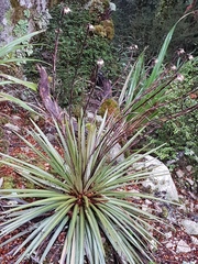 Celmisia armstrongii