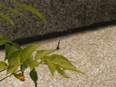 Callophrys xami xami