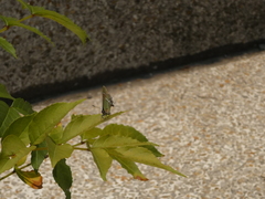 Callophrys xami xami